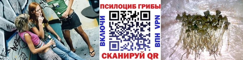 где продают наркотики  Чердынь  mega ссылки  Псилоцибиновые грибы прущие грибы 
